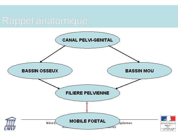 Rappel anatomique CANAL PELVI-GENITAL BASSIN OSSEUX BASSIN MOU FILIERE PELVIENNE MOBILE FOETAL Mère-Enfant ©