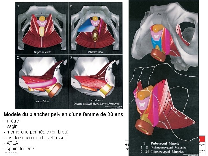 Modèle du plancher pelvien d’une femme de 30 ans - urètre - vagin -