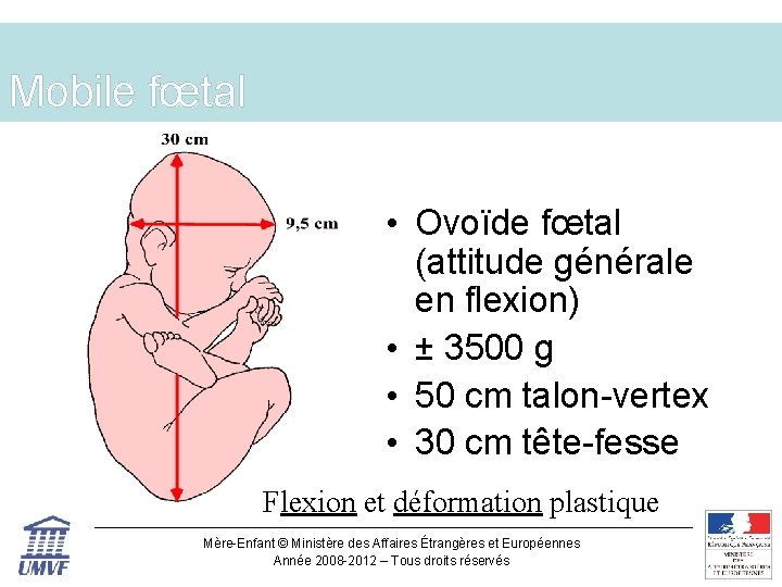 Mobile fœtal • Ovoïde fœtal (attitude générale en flexion) • ± 3500 g •