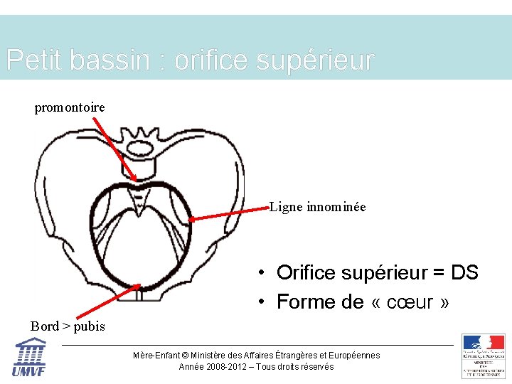 Petit bassin : orifice supérieur promontoire Ligne innominée • Orifice supérieur = DS •