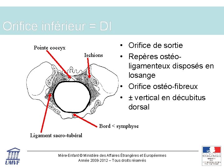 Orifice inférieur = DI Pointe coccyx Ischions • Orifice de sortie • Repères ostéoligamenteux