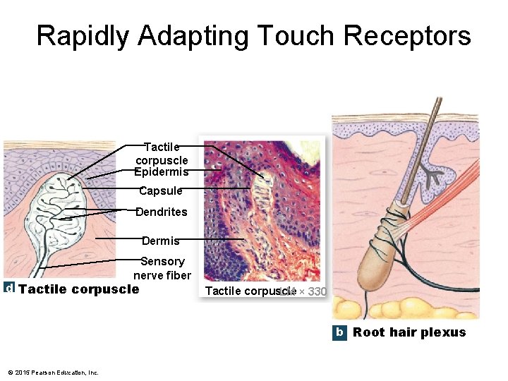 Chapter 15 Sensory Pathways the Somatic Nervous System