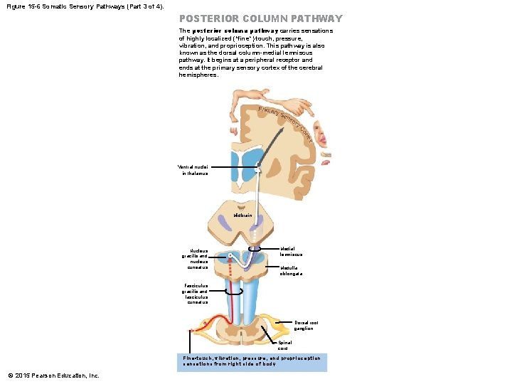 Chapter 15 Sensory Pathways the Somatic Nervous System