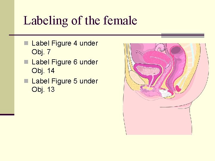Labeling of the female n Label Figure 4 under Obj. 7 n Label Figure Labeling of the female n Label Figure 4 under Obj. 7 n Label Figure