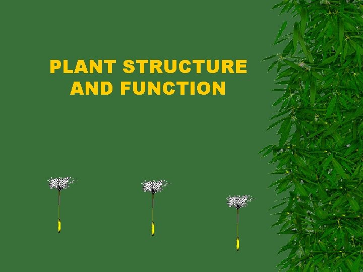 PLANT STRUCTURE AND FUNCTION 