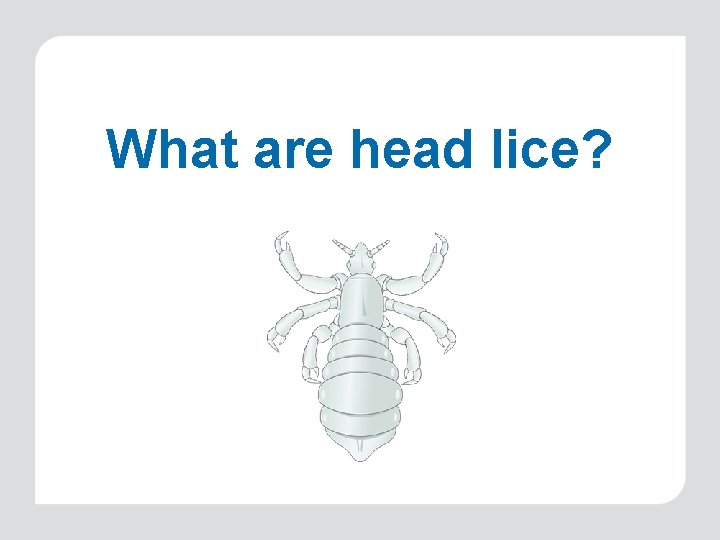 What are head lice? 