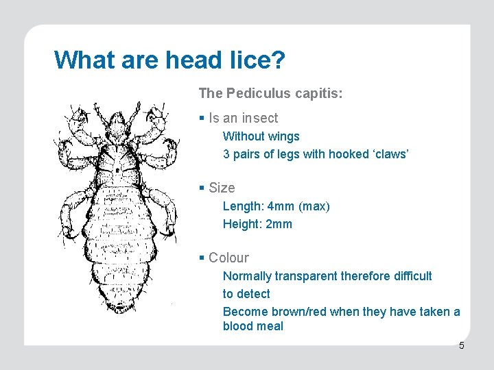 What are head lice? The Pediculus capitis: § Is an insect Without wings 3