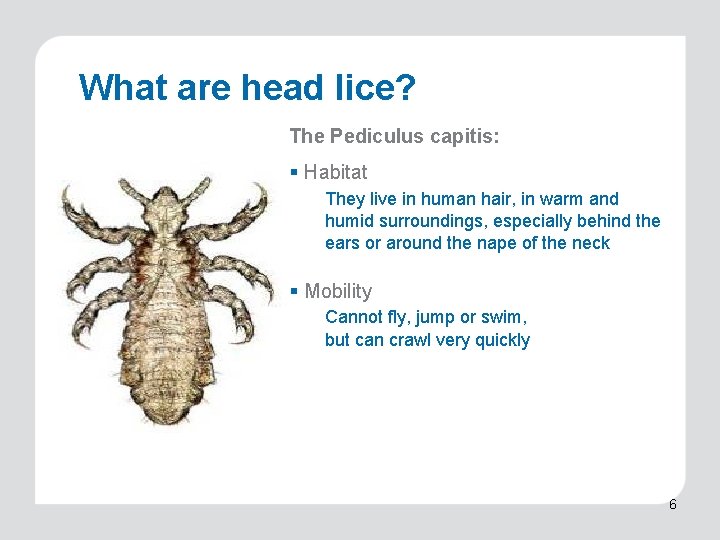 What are head lice? The Pediculus capitis: § Habitat They live in human hair,