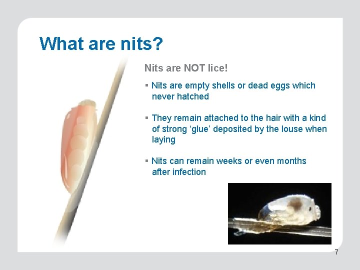 What are nits? Nits are NOT lice! § Nits are empty shells or dead