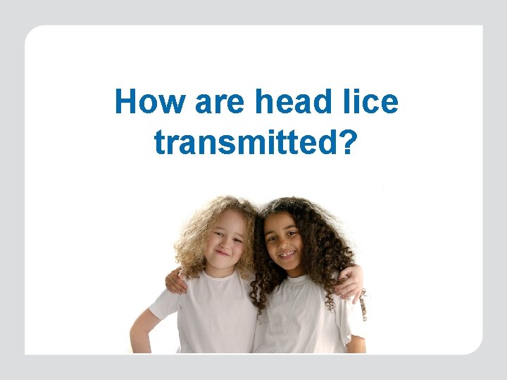 How are head lice transmitted? 