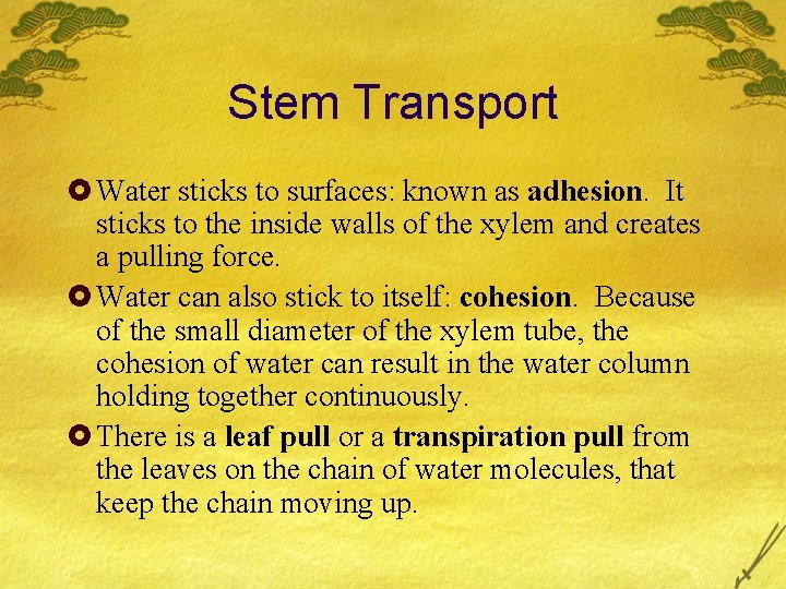 Stem Transport £ Water sticks to surfaces: known as adhesion. It sticks to the
