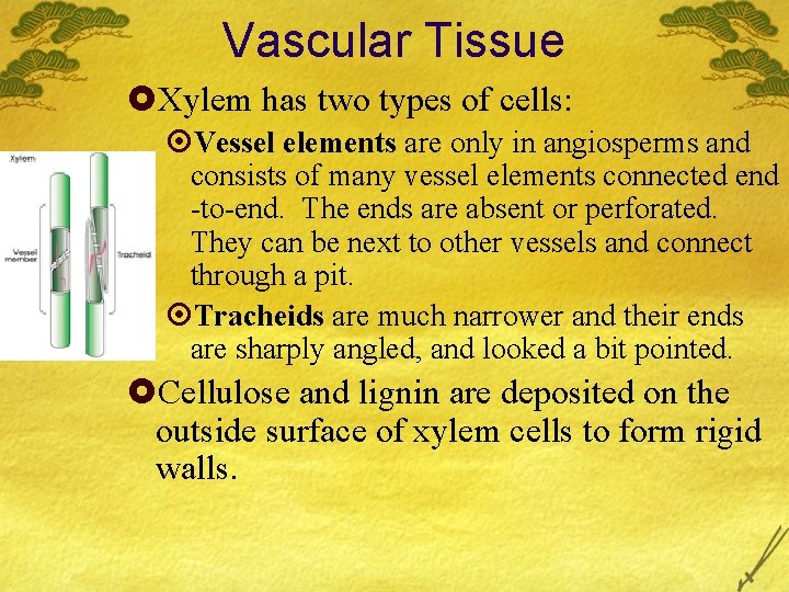 Vascular Tissue £Xylem has two types of cells: ¤Vessel elements are only in angiosperms