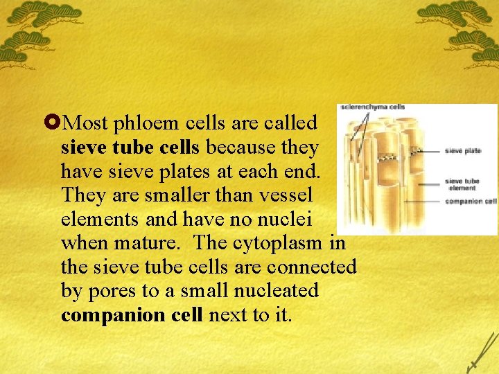 £Most phloem cells are called sieve tube cells because they have sieve plates at