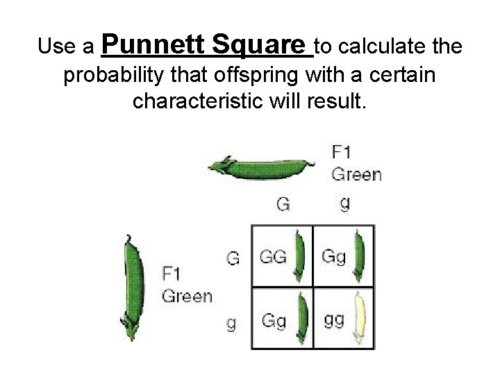 Use a Punnett Square to calculate the probability that offspring with a certain characteristic