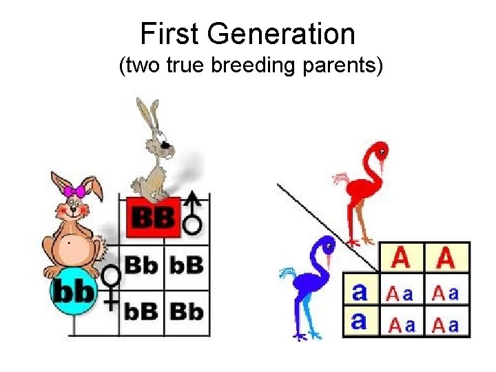 First Generation (two true breeding parents) 