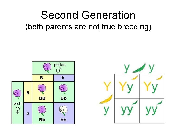 Second Generation (both parents are not true breeding) 