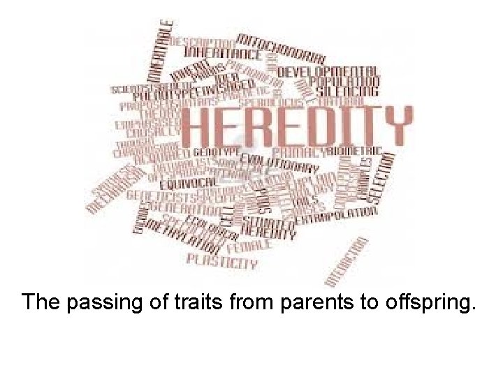 The passing of traits from parents to offspring. 
