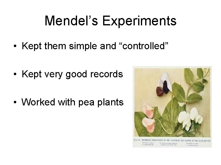 Mendel’s Experiments • Kept them simple and “controlled” • Kept very good records •