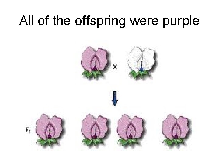 All of the offspring were purple 