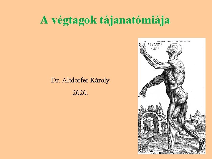 A végtagok tájanatómiája Dr. Altdorfer Károly 2020. 
