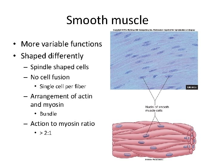 Smooth muscle • More variable functions • Shaped differently – Spindle shaped cells –