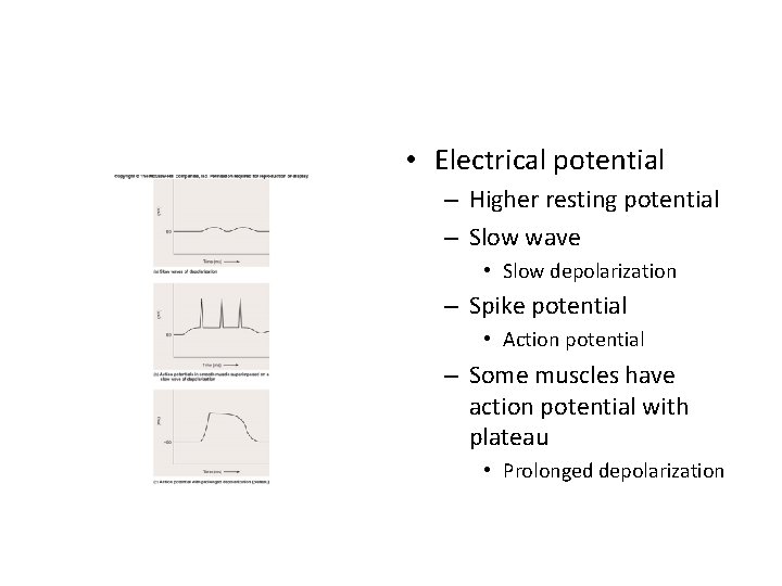  • Electrical potential – Higher resting potential – Slow wave • Slow depolarization