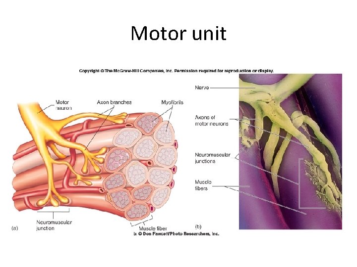 Motor unit 