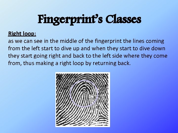 Fingerprint’s Classes Right loop: as we can see in the middle of the fingerprint