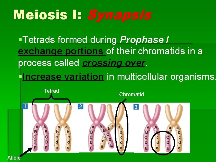 Meiosis I: Synapsis §Tetrads formed during Prophase I exchange portions of their chromatids in