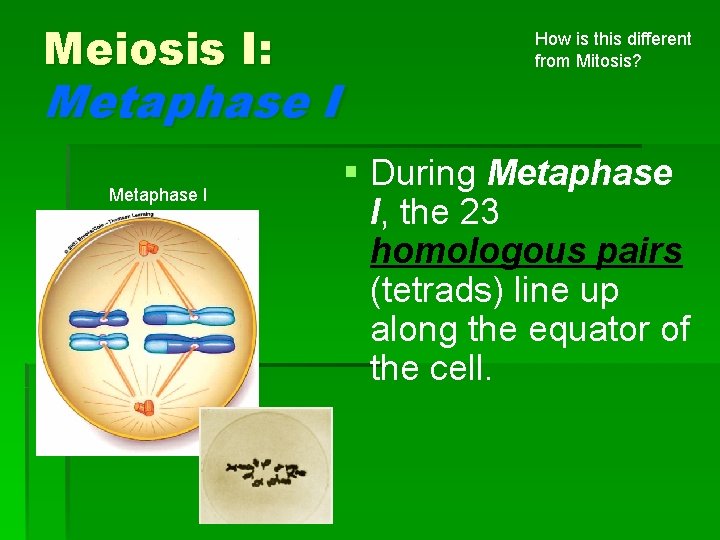 Meiosis I: Metaphase I How is this different from Mitosis? § During Metaphase I,