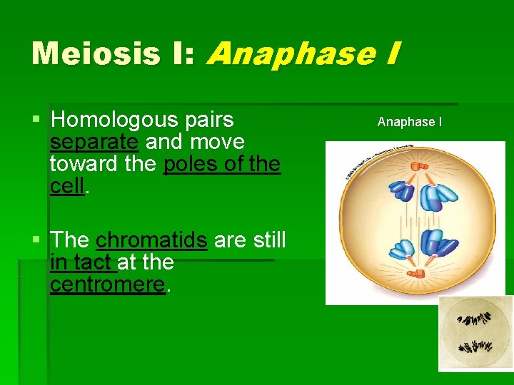 Meiosis I: Anaphase I § Homologous pairs separate and move toward the poles of