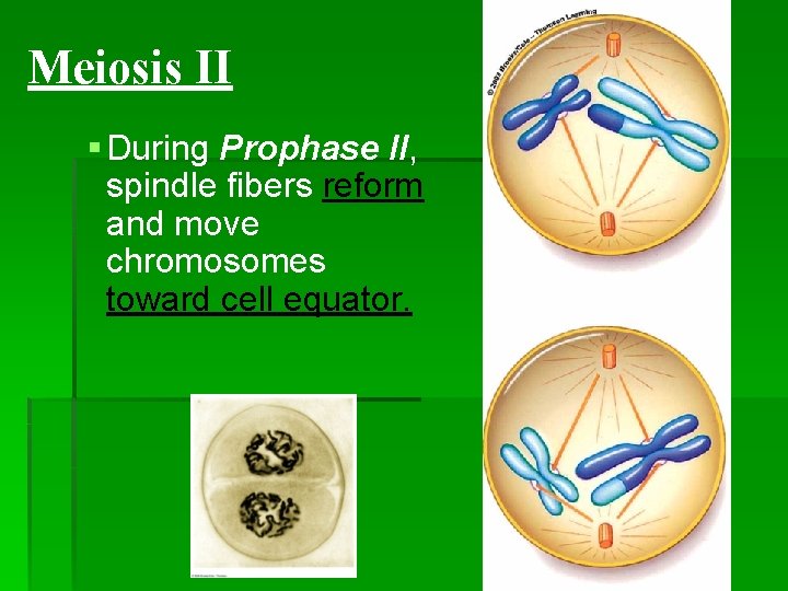 Meiosis II § During Prophase II, spindle fibers reform and move chromosomes toward cell