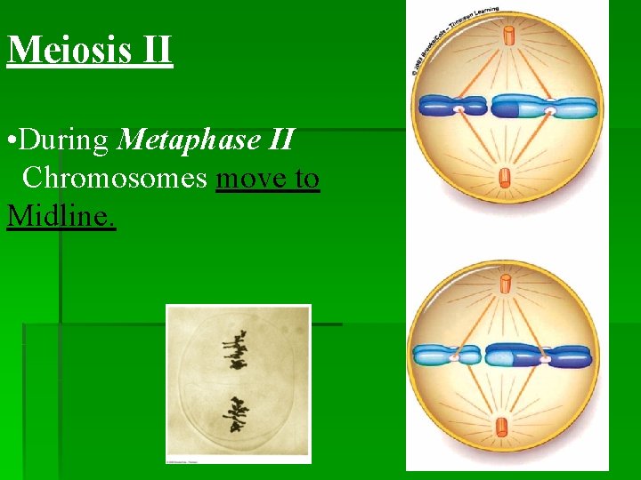 Meiosis II • During Metaphase II Chromosomes move to Midline. 