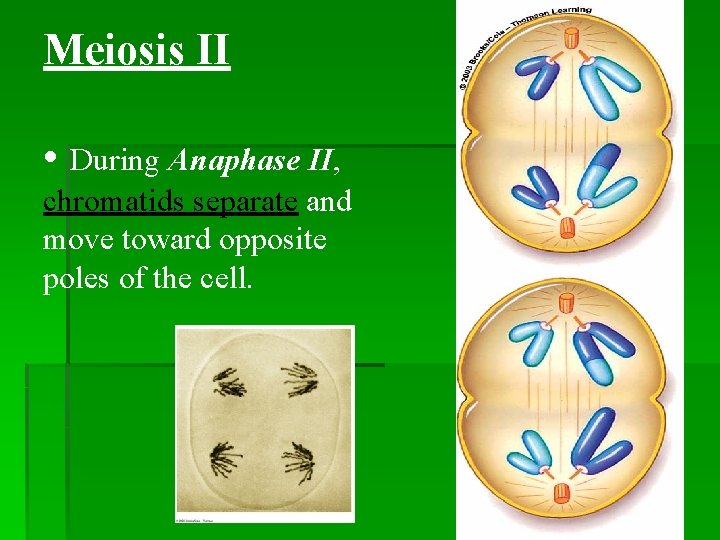 Meiosis II • During Anaphase II, chromatids separate and move toward opposite poles of