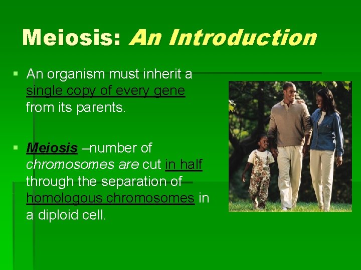 Meiosis: An Introduction § An organism must inherit a single copy of every gene