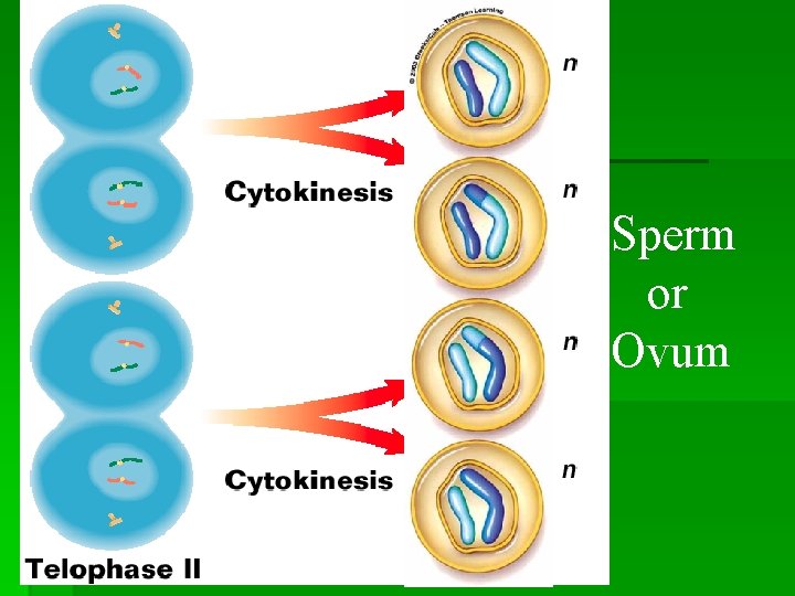 Sperm or Ovum 