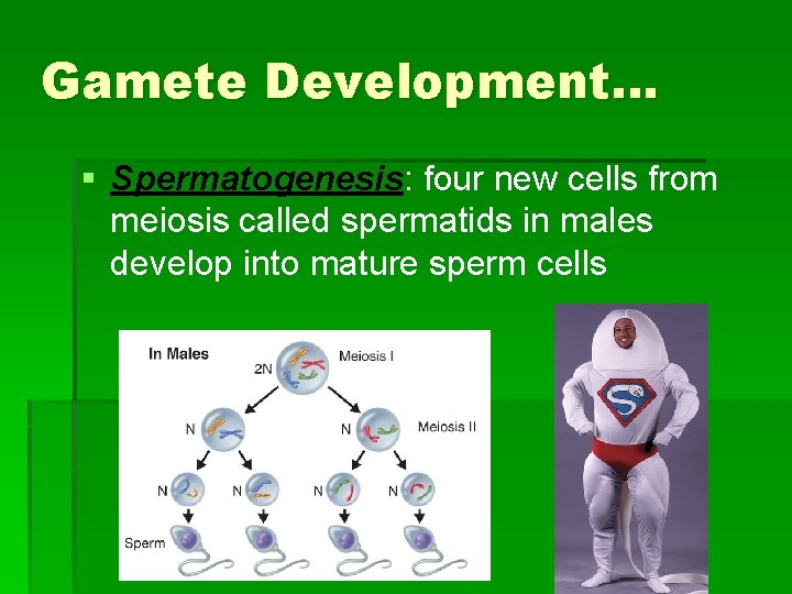 Gamete Development… § Spermatogenesis: four new cells from meiosis called spermatids in males develop