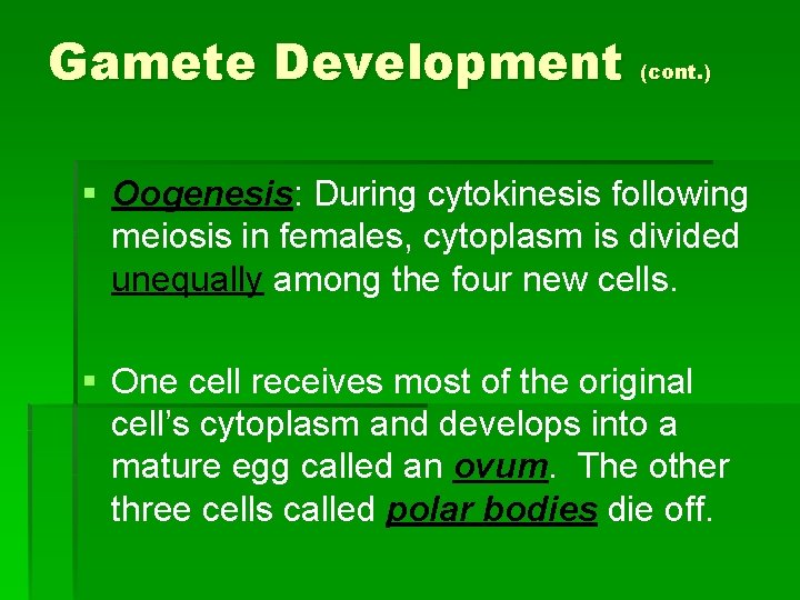 Gamete Development (cont. ) § Oogenesis: During cytokinesis following meiosis in females, cytoplasm is