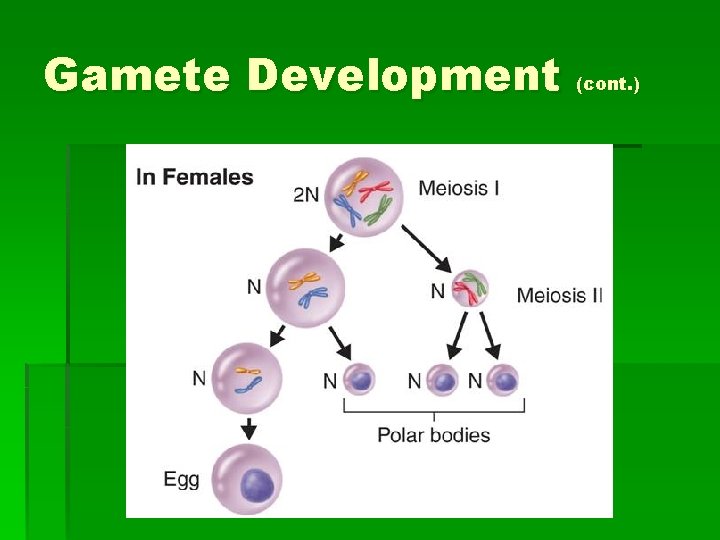 Gamete Development (cont. ) 