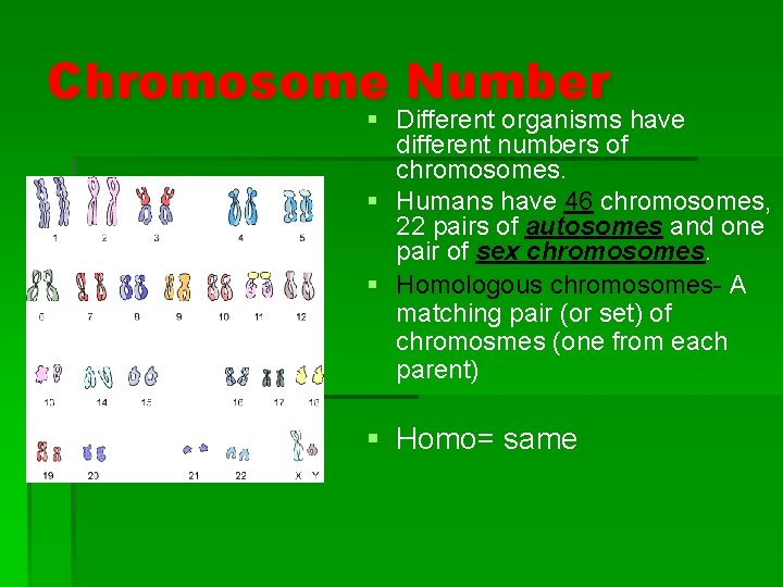 Chromosome Number § Different organisms have different numbers of chromosomes. § Humans have 46