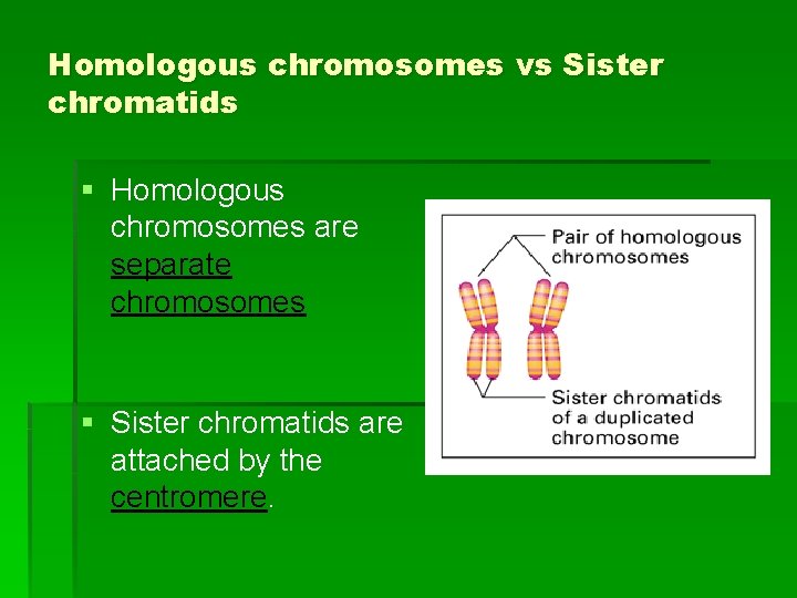 Homologous chromosomes vs Sister chromatids § Homologous chromosomes are separate chromosomes § Sister chromatids