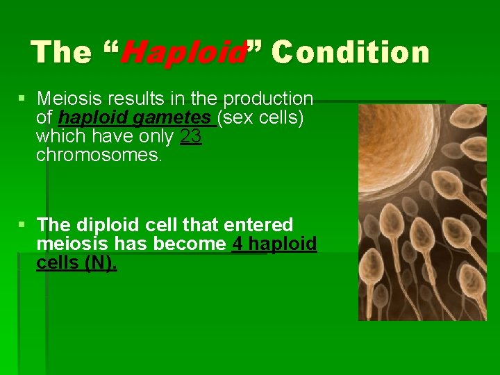 The “Haploid” Condition § Meiosis results in the production of haploid gametes (sex cells)