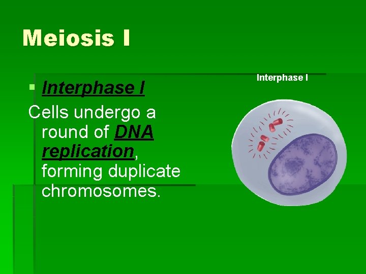 Meiosis I § Interphase I Cells undergo a round of DNA replication, forming duplicate