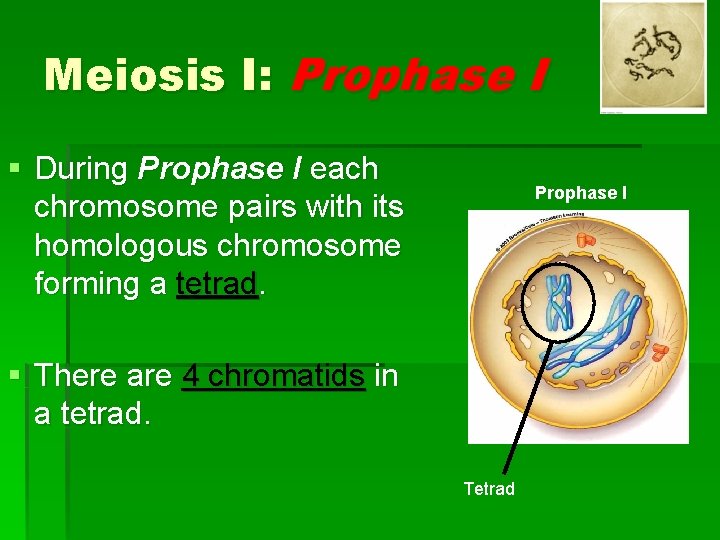 Meiosis I: Prophase I § During Prophase I each chromosome pairs with its homologous