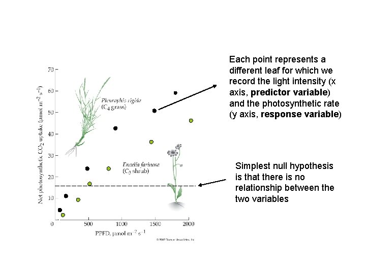 Each point represents a different leaf for which we record the light intensity (x