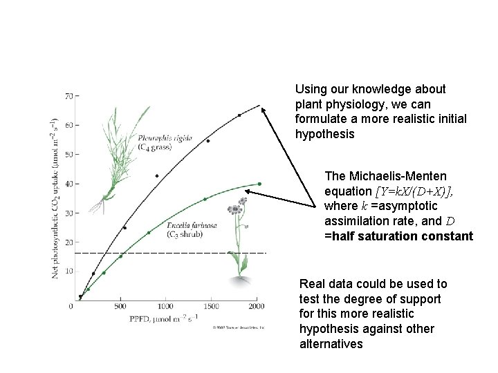 Using our knowledge about plant physiology, we can formulate a more realistic initial hypothesis