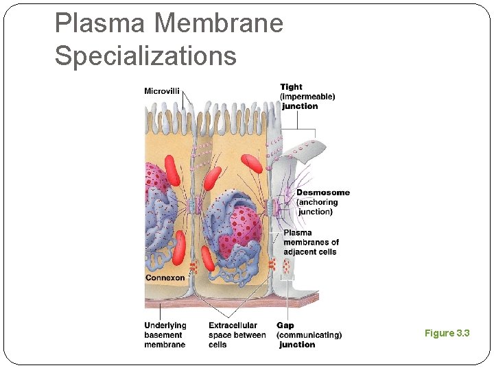 Plasma Membrane Specializations Figure 3. 3 