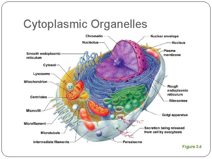 Cytoplasmic Organelles Figure 3. 4 