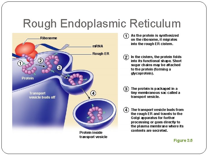 Rough Endoplasmic Reticulum Ribosome m. RNA Rough ER As the protein is synthesized on