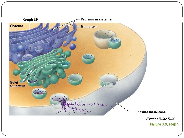 Rough ER Cisterna Proteins in cisterna Membrane Golgi apparatus Plasma membrane Extracellular fluid Figure